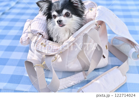 犬用キャリーバッグに入る笑顔のチワワ 旅行 ピクニック 犬用キャリーバッグに入る笑顔のチワワ 旅行 ピクニック 122714024