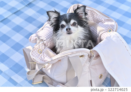 犬用キャリーバッグに入る笑顔のチワワ　旅行　ピクニック 122714025