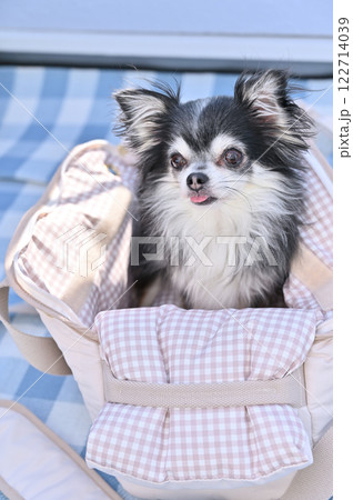 犬用キャリーバッグに入る笑顔のチワワ 旅行 ピクニック 犬用キャリーバッグに入る笑顔のチワワ 旅行 ピクニック 122714039