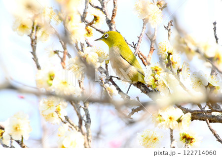平芝梅林公園の白梅とメジロ 平芝梅林公園の白梅とメジロ 122714060