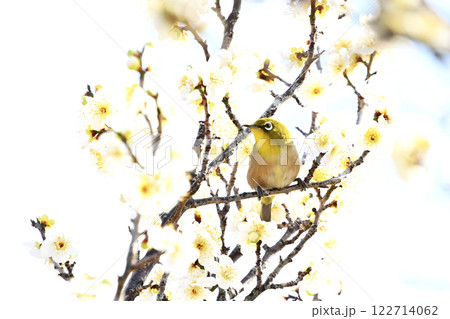 平芝梅林公園の白梅とメジロ 122714062