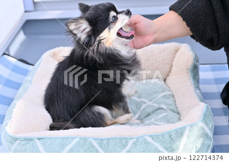 飼い主の女性に撫でられてあくびする高齢犬 シニア犬 ロングコートチワワ 飼い主の女性に撫でられてあくびする高齢犬 シニア犬 ロングコートチワワ 122714374