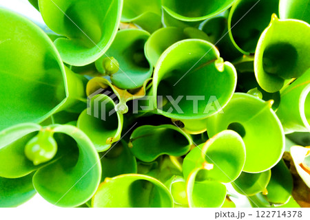 押し寄せる緑 押し寄せる緑 122714378