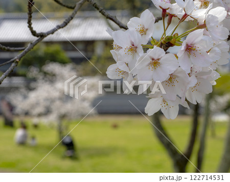 春爛漫の公園 春爛漫の公園 122714531