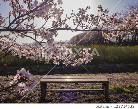 春の朝の桜の花 春の朝の桜の花 122714532