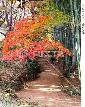 日本の美しい秋の景色 青々した竹林と鮮やかな紅葉 日本の美しい秋の景色 青々した竹林と鮮やかな紅葉 122714562