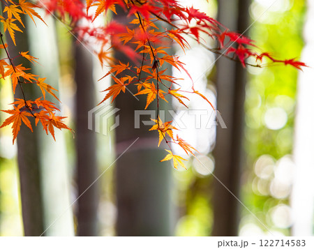 日本の美しい秋の景色　青々した竹林と鮮やかな紅葉 122714583