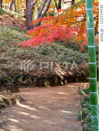 日本の美しい秋の景色 青々した竹林と鮮やかな紅葉 日本の美しい秋の景色 青々した竹林と鮮やかな紅葉 122714592