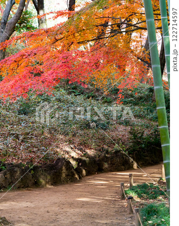 日本の美しい秋の景色 青々した竹林と鮮やかな紅葉 日本の美しい秋の景色 青々した竹林と鮮やかな紅葉 122714597