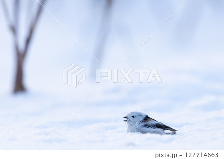 シマエナガ 122714663