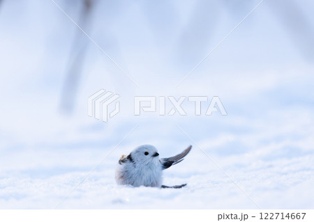 シマエナガ 122714667