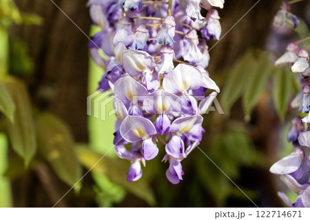Purple Wisteria Flowers, Inniswood Metro Gardens, Westerville, Ohio 122714671