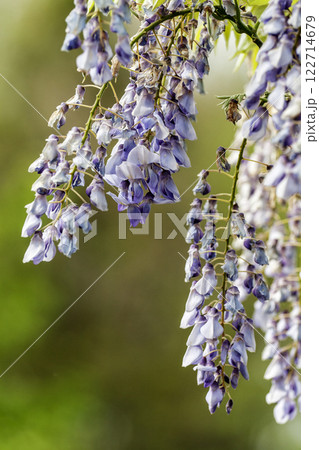 Purple Wisteria Flowers, Inniswood Metro Gardens, Westerville, Ohio 122714679