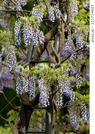 Purple Wisteria Flowers, Inniswood Metro Gardens, Westerville, Ohio Purple Wisteria Flowers, Inniswood Metro Gardens, Westerville, Ohio 122714683