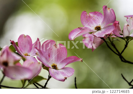 Magnolia Flowers, Inniswood Metro Gardens, Westerville, Ohio 122714685