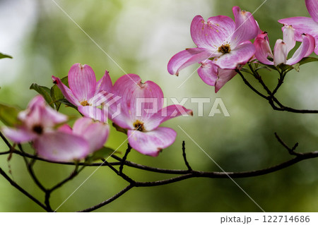 Magnolia Flowers, Inniswood Metro Gardens, Westerville, Ohio Magnolia Flowers, Inniswood Metro Gardens, Westerville, Ohio 122714686