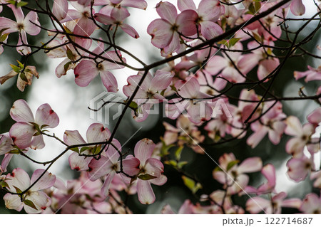 Magnolia Flowers, Inniswood Metro Gardens, Westerville, Ohio Magnolia Flowers, Inniswood Metro Gardens, Westerville, Ohio 122714687