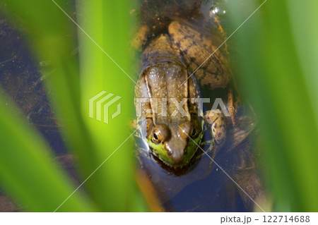 Frog, Inniswood Metro Gardens, Westerville, Ohio Frog, Inniswood Metro Gardens, Westerville, Ohio 122714688