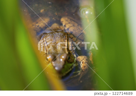 Frog, Inniswood Metro Gardens, Westerville, Ohio 122714689