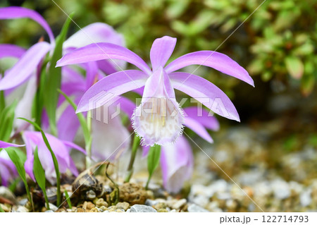 タイリントキソウ Pleione formosana タイリントキソウ Pleione formosana 122714793