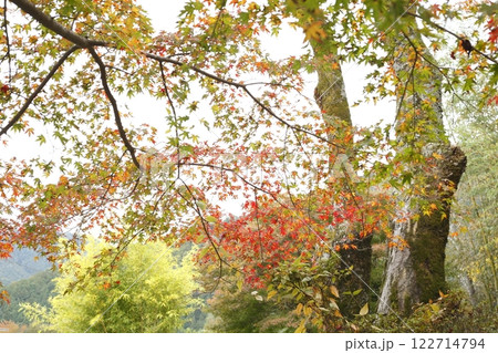 京都大原の紅葉 122714794