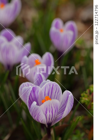 絞り咲きの紫色のクロッカスの花 絞り咲きの紫色のクロッカスの花 122714796