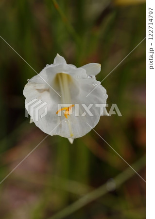 ナルキッスス・カンタブリクスの花と雨雫 122714797