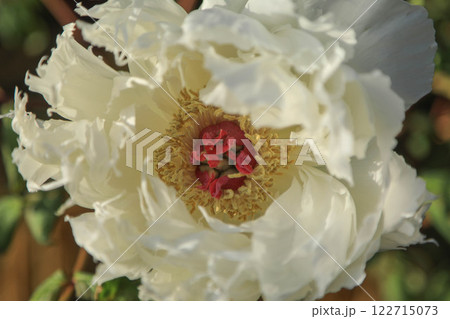 筥崎宮の冬牡丹 122715073