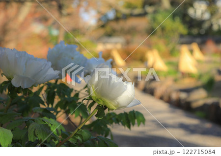 筥崎宮の冬牡丹 122715084