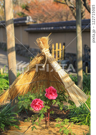 筥崎宮の冬牡丹 122715085