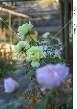 筥崎宮の冬牡丹 122715089