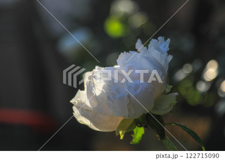 筥崎宮の冬牡丹 122715090