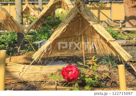 筥崎宮の冬牡丹 122715097