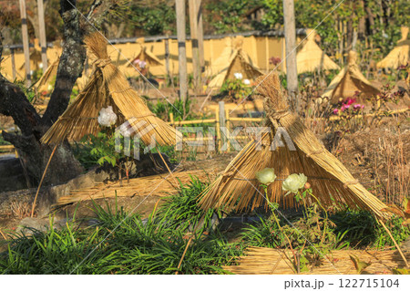 筥崎宮の冬牡丹 122715104