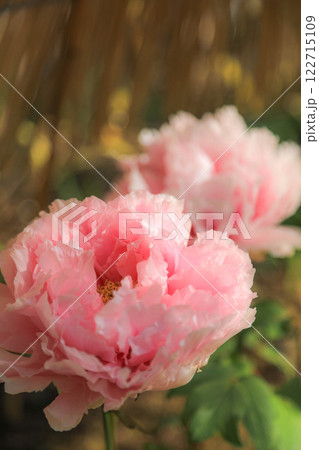 筥崎宮の冬牡丹 122715109