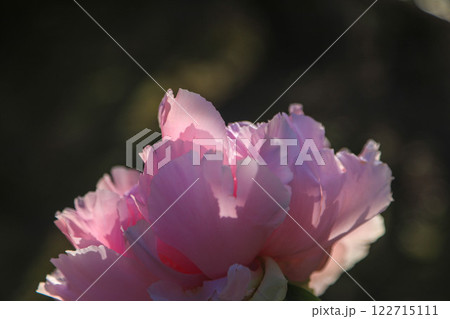 筥崎宮の冬牡丹 筥崎宮の冬牡丹 122715111