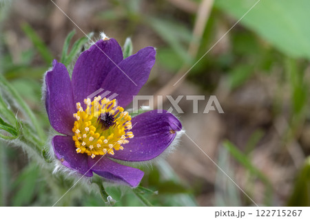 春の庭の紫色のオキナグサ 春の庭の紫色のオキナグサ 122715267