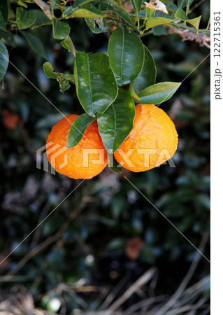 ダイダイの実 122715361