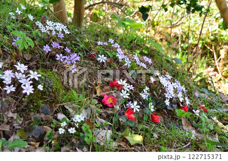 春の野山に咲く雪割草 春の野山に咲く雪割草 122715371