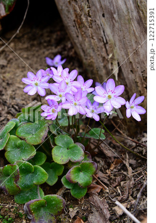 春の野山に咲く雪割草 122715391