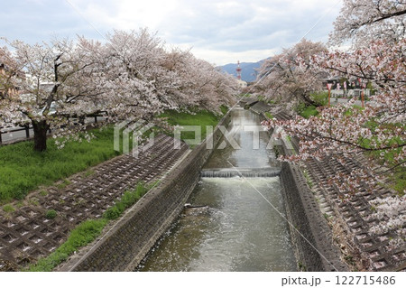 奈良県大和高田市千本桜 122715486