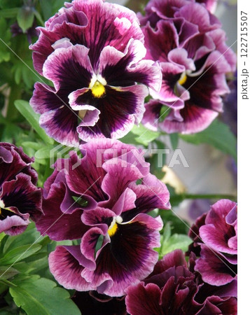 紫　フリルパンジー 122715507