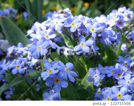 勿忘草の写真 122715508