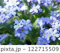 勿忘草の写真 122715509