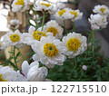 花かんざしの写真 122715510