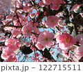 ピンク色の梅の花 122715511