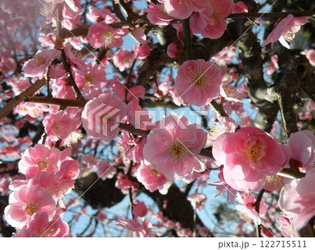 ピンク色の梅の花 122715511