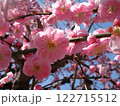 ピンク色の梅の花 122715512
