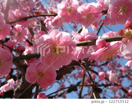 ピンク色の梅の花 122715512