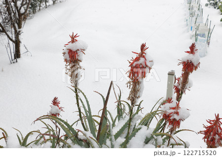 雪の中に咲くアロエの花 122715520